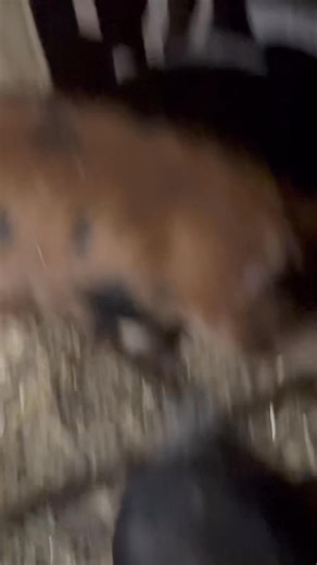 All 95 chickens passed bedtime roll call in both coops and brooder. Plus 2 pigs , many meal worms and super worms. Plus 33 eggs in incubator , oh yeah and a dog and a cat ✅😊 #pigs #chicken #homestead #chickenlover #mealworms | Sonshine Homestead