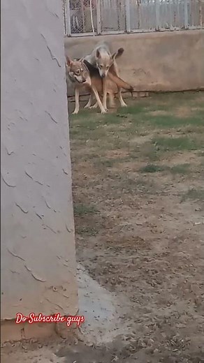 Wolf mating rare #wolf #breed #dog #animals #wildlife #zhbgang