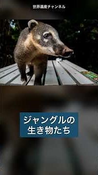 ナイアガラが3つあっても足りない滝、知ってる？🌊 #shorts #世界遺産 #イグアスの滝