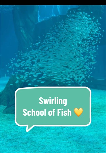 Hypnotizing School of Fish Swimming at Georgia Aquarium