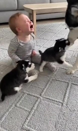 Big Brother Husky Rushes to Comfort Crying Baby! 🥹😭🐺👶 Best Emotional Support Dog! #HuskyLove #BabyAndDog #EmotionalSupport #Wholesome | Woofolio