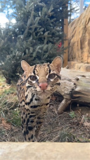 Who ordered a snoot boop? 🐱 👃 You can see Rio the ocelot in Trail of the Jaguar next time you stop by the Zoo! Plan your visit today ➡️ elmwoodparkzoo.org/visit/ | Elmwood Park Zoo