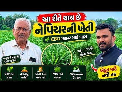 Napier Grass Farming for CBG Plant | Complete Farming Process from Farmer | Bio-CNG India