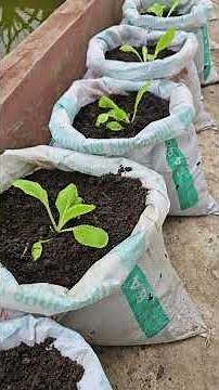 Episode 278 How To Grow Chinese Cabbage in Sack , Techniques for growing cabbage in Sack​