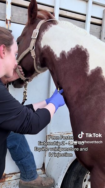 Equine Veinipuncture and IV Injection Skills