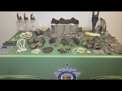 Sliced elephant trunks destined for Fresno intercepted by state officials