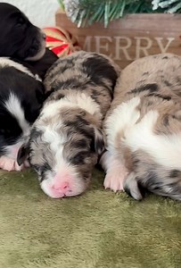 Next Christmas Sneak Peek….F1b mini Sheepadoodle munchkins! For more go to www.bigstarkennel.com! #sheepadoodle #puppylove | Big Star Kennel