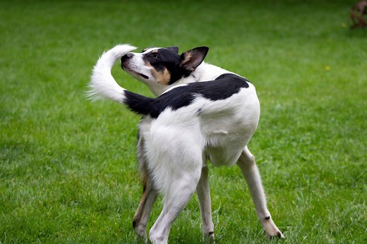 Why Do Dogs Chase Their Tails? 8 Reasons for This Behavior