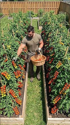 The Most Satisfying Cherry Tomato Harvest 🍅✨