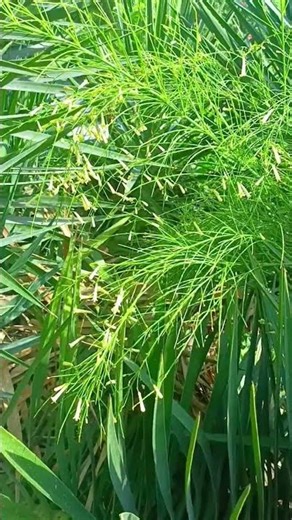 Russelia equisetiformis #nature #flowers