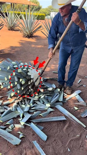 Agave plant of Mexico 🌍