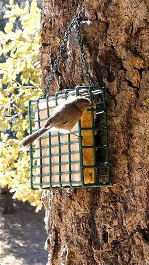 Wrentit 🐦Fall Arrival #wrentit