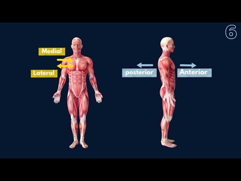 Directional terms (part two) | ANATOMY BASICS
