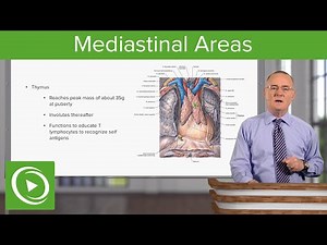 Mediastinal Areas – Anatomy | Lecturio