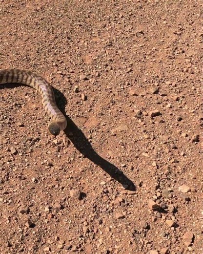 Black Headed Python #pythons #snakes