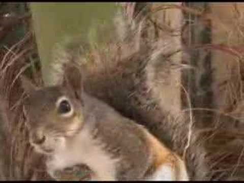 Screaming Squirrel
