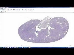 Motic Easy Scan Pro DSAssistant Software