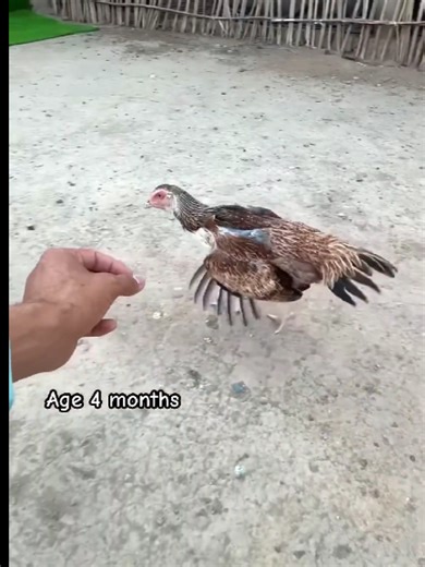The Impressive Growth of My Assel Hen