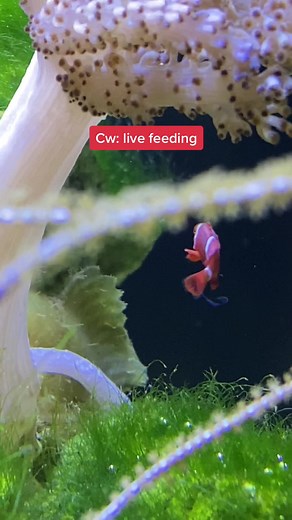 Frogfish Feeding Habits Revealed: What Do Clownfish Eat in the Wild?