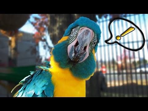 Teaching My Macaw to Say Lots of Words!! (HIS VOICE THOUGH!)