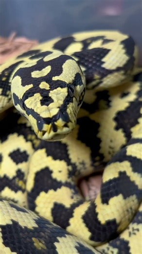INSANELY BEAUTIFUL HIGH YELLOW JUNGLE CARPET PYTHON 😍 #animal #beautiful #snake
