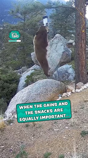 119K views · 2.2K reactions | This bear has a better workout routine than me  | Furry Tails | Facebook