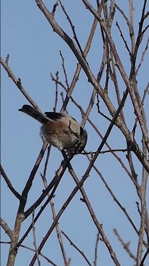 Long-tailed Tit Call | Bird Sounds and Songs