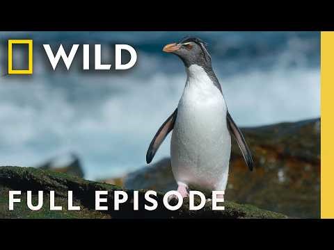 Surviving Antarctic Summers (Full Episode) | Incredible Animal Journeys | Nat Geo Animals