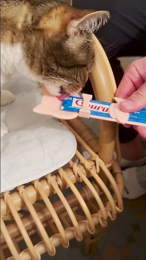 Best Churu Treat Hack | The Pack