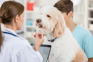 Dogs & Aspirin: Using This Anti-Inflammatory With Vet Guidance