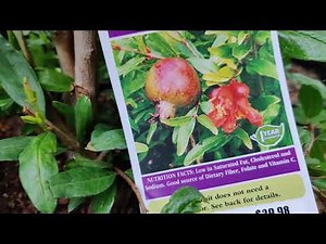 Pomegranate: Wonderful Pom and Utah Sweet Pom Varieties