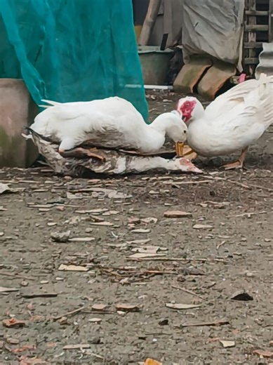 Muscovy Duck Behavior Insights and Fun Facts