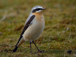 Northern wheatear - Alchetron, The Free Social Encyclopedia
