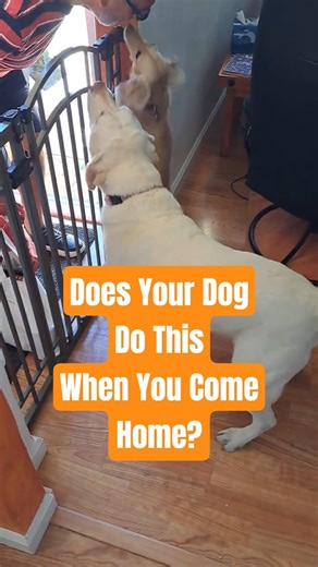 Does Your Dog Do This When You Come Home? 😫 #dog #dogshorts #doglife