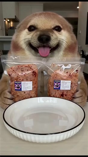 Bánh tráng ăn ngon nhắm #whatthedogdoin #meme #cute #bánhtráng #xuhuong