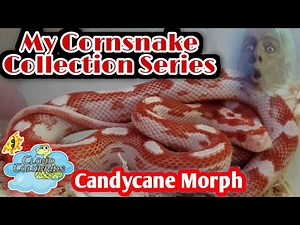 My Cornsnake Collection Series Part 3