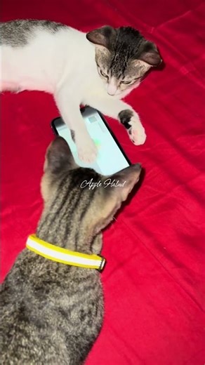 When your cats knows how to use cellphone🙄#cats