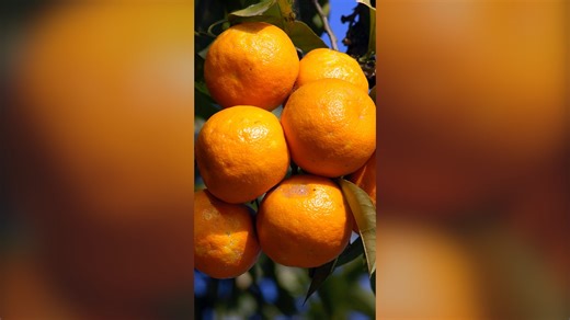 Where does the word 'orange' come from?