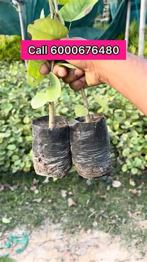 Red sandalwood farming #sandalwood