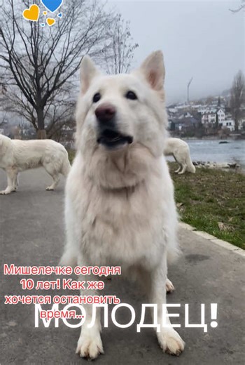 Сегодня крещение! С праздником всех! С днем рождения моего единственного и родного старшего братика и мою любимую Ммшелечку! Всем мира , здоровья , добра!!! #сднёмрождения_мишель #білашвейцарськавівчарка #белаяшвейцарскаяовчарка #dogs #любимая🐕❤️