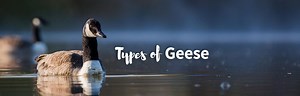 26 Types of Geese: Exploring Their Intriguing Lives
