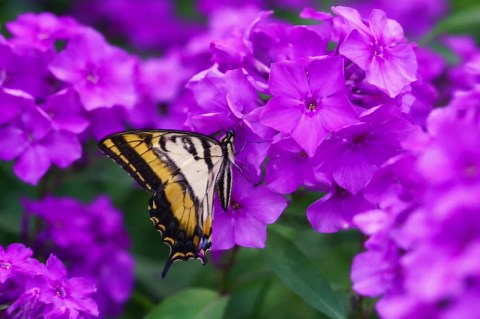 Tall Purple Phlox Paniculata Heirloom Summer Bloom Hummingbird 10 Seed Pack - Etsy