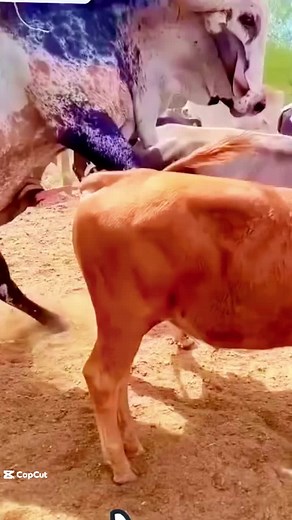 Animals - Meeting on TikTok