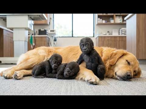 A Dog Raised 3 Baby Gorillas — 2 Years Later, What They Did Shocked Everyone!