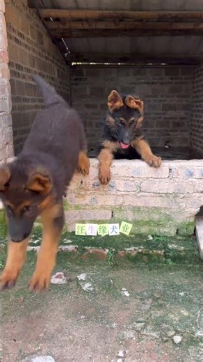 These three are about to graduate. #WestGermany #GermanShepherd #GermanShepherdDog #FlatbackGerma...