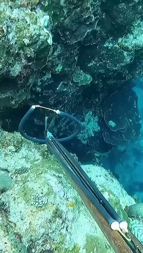 Do you spear and eat moray eels in your local waters?! 🐉🎯🤿 These things have some nasty teeth and can have one hell of an attitude, @sleep_eat_spearfishing eats them and says they’re pretty popular to eat in his area! | Spearchannel