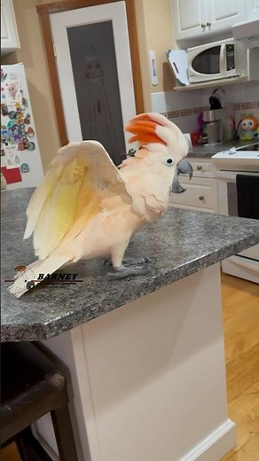 Wooo! 🥳 Having a great time! 😂🕺 #barneythewestcoastcockatoo #cockatoo