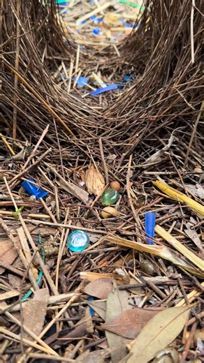 Beautiful native bowerbird nest! Males build these to attract mates. These bowers aren’t nests for raising young but elaborate display arenas, often shaped like avenues or maypole-style constructions made from sticks. What makes them so striking is the care with which males decorate these bowers, collecting colourful blue objects such as berries, flowers, shells, and even human-made items like bottle caps or bits of glass. Each species has its own aesthetic preferences, and males spend considera