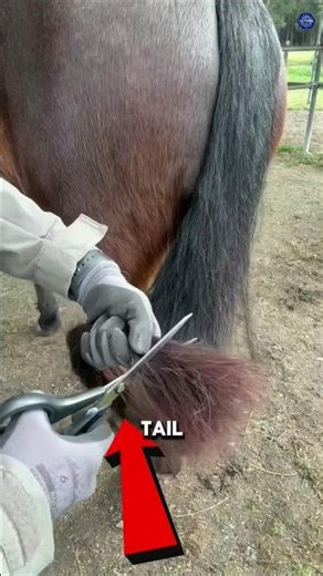 Why Do People Trim a Horse's Tail? 🐴 #shorts #horses #facts #animals #viral #didyouknow