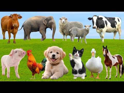 🌿Đồng Quê Bỗng Rộn Ràng Giai Điệu Vui– Khi Bò, Gà, Chó & Mèo Đồng Ca Dễ Thương | Animals 🐶🐱🐓